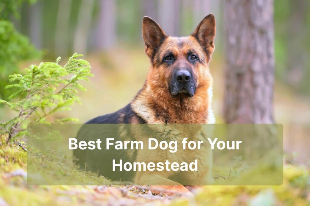Top 10 Traits of the Best Farm Dog for Your Homestead