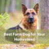 Top 10 Traits of the Best Farm Dog for Your Homestead